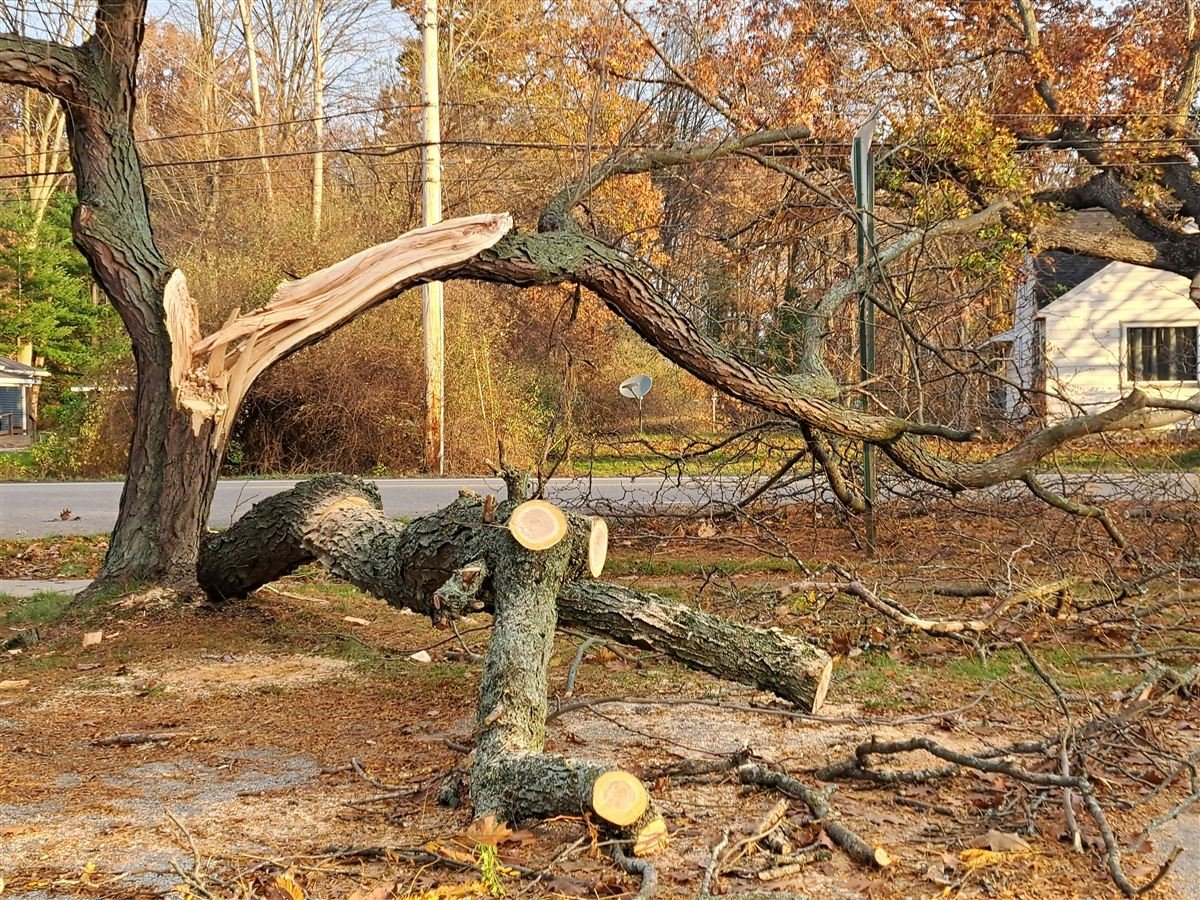 Emergency tree service