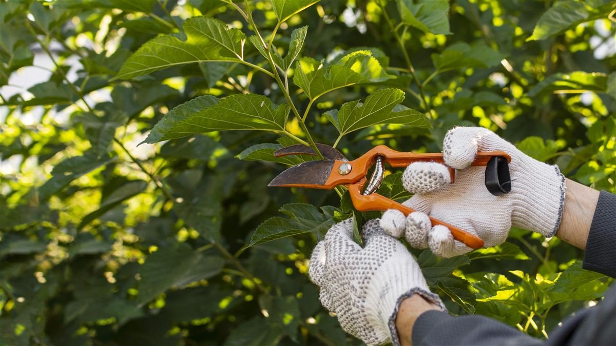Domino Tree Service crew