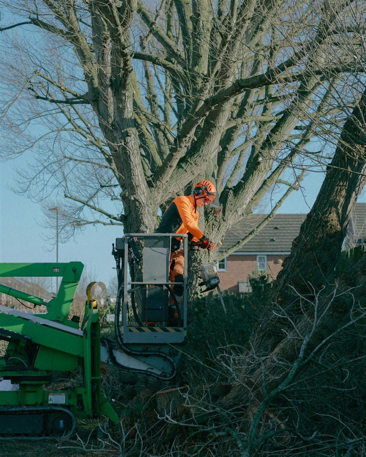Tree removal