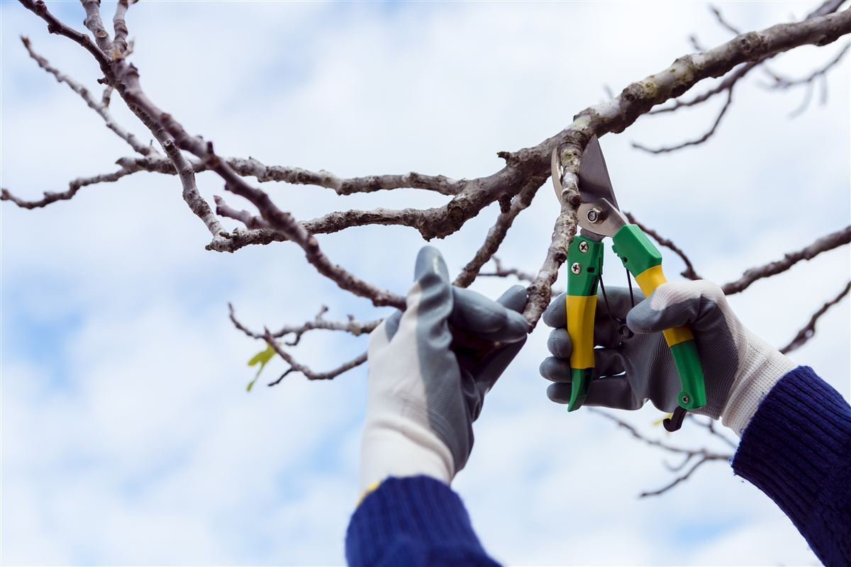 Tree trimming project