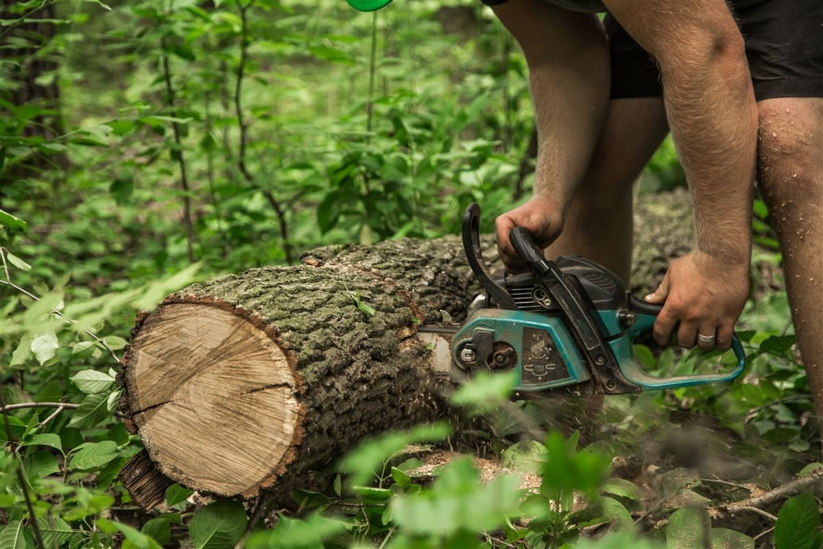Tree service crew at work