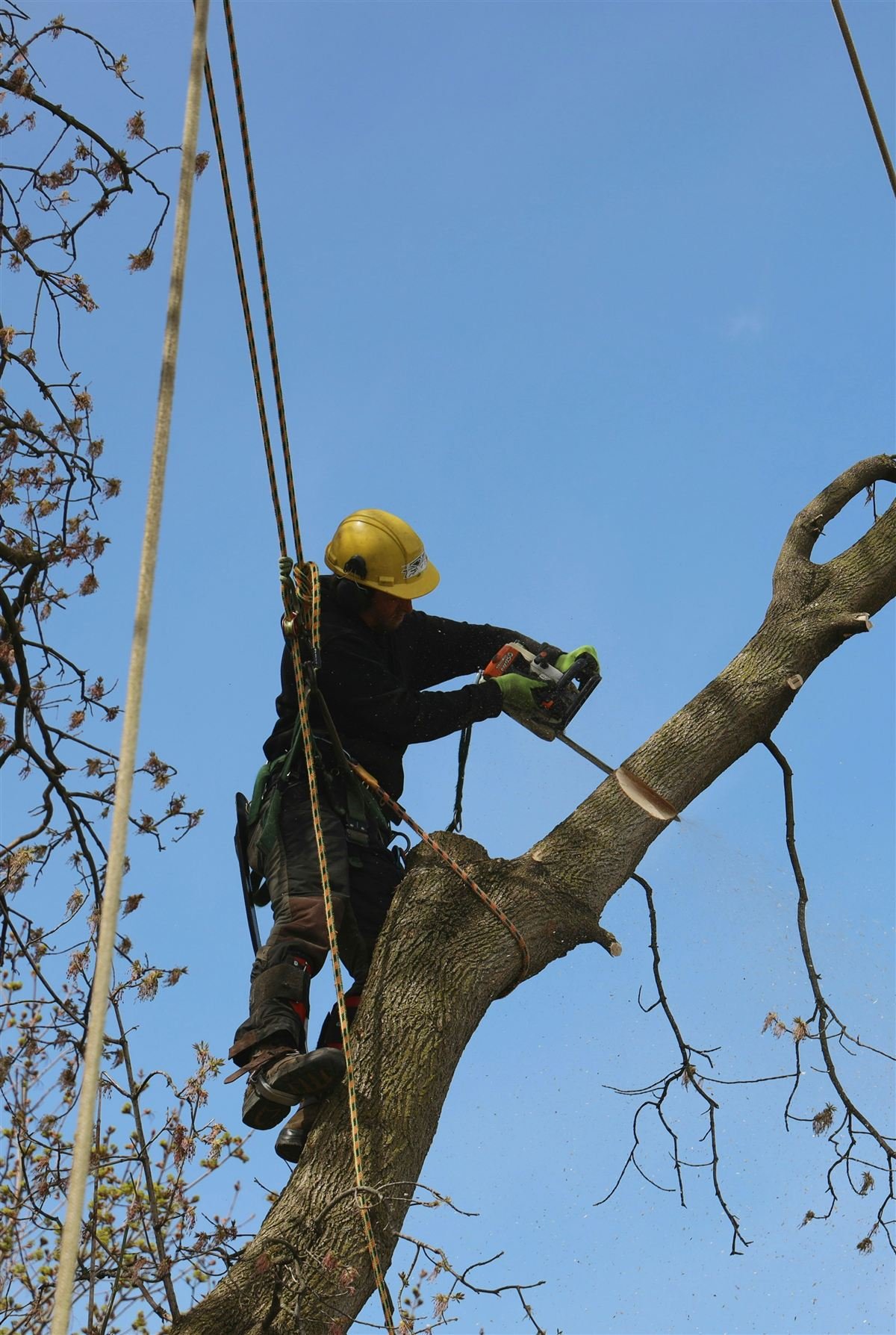 Tree removal service